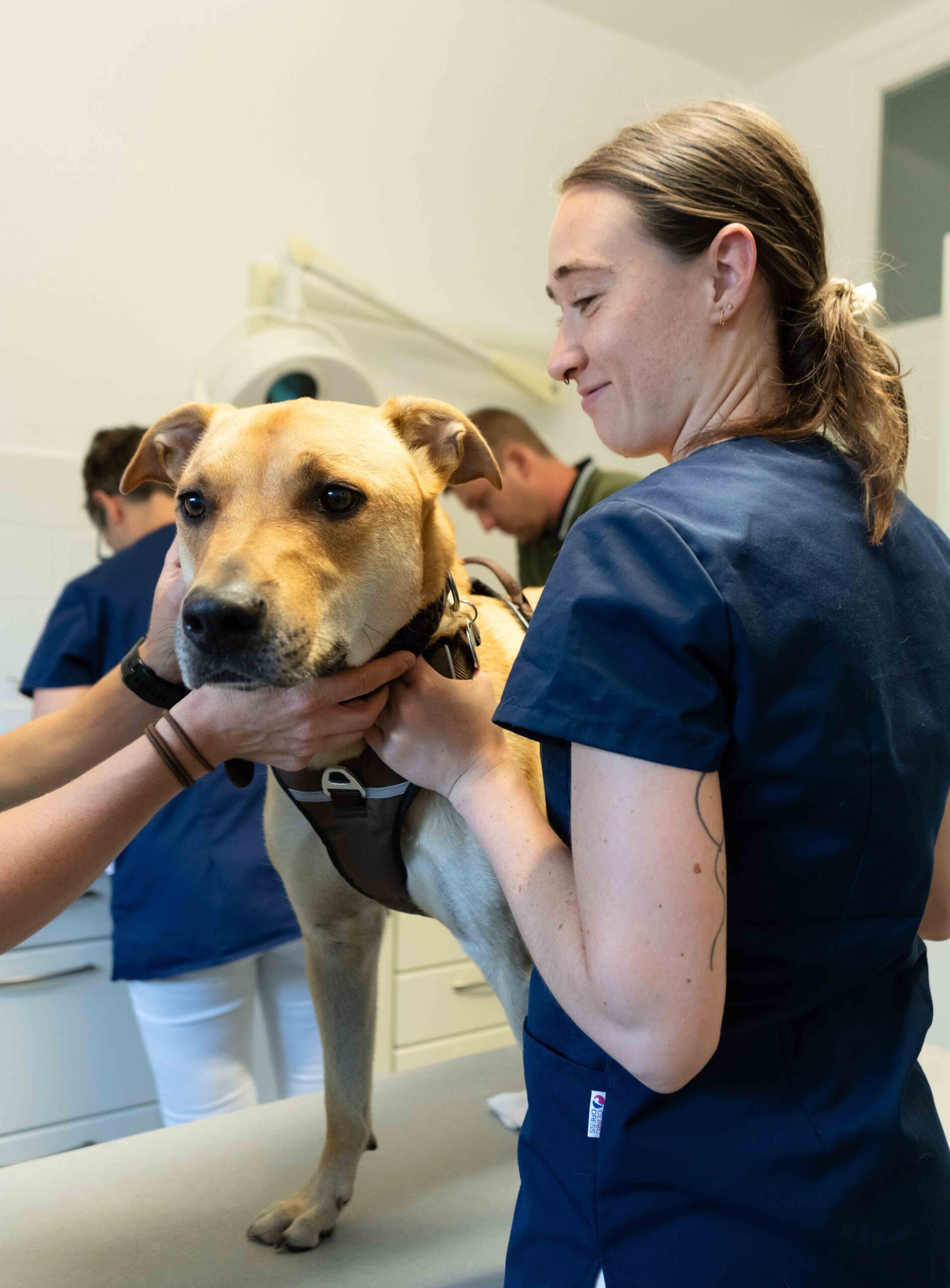 A veterinarian holds a dog on an examination table, surrounded by two other veterinary staff members in a clinic. The dog is wearing a harness and appears calm as the staff provide care.