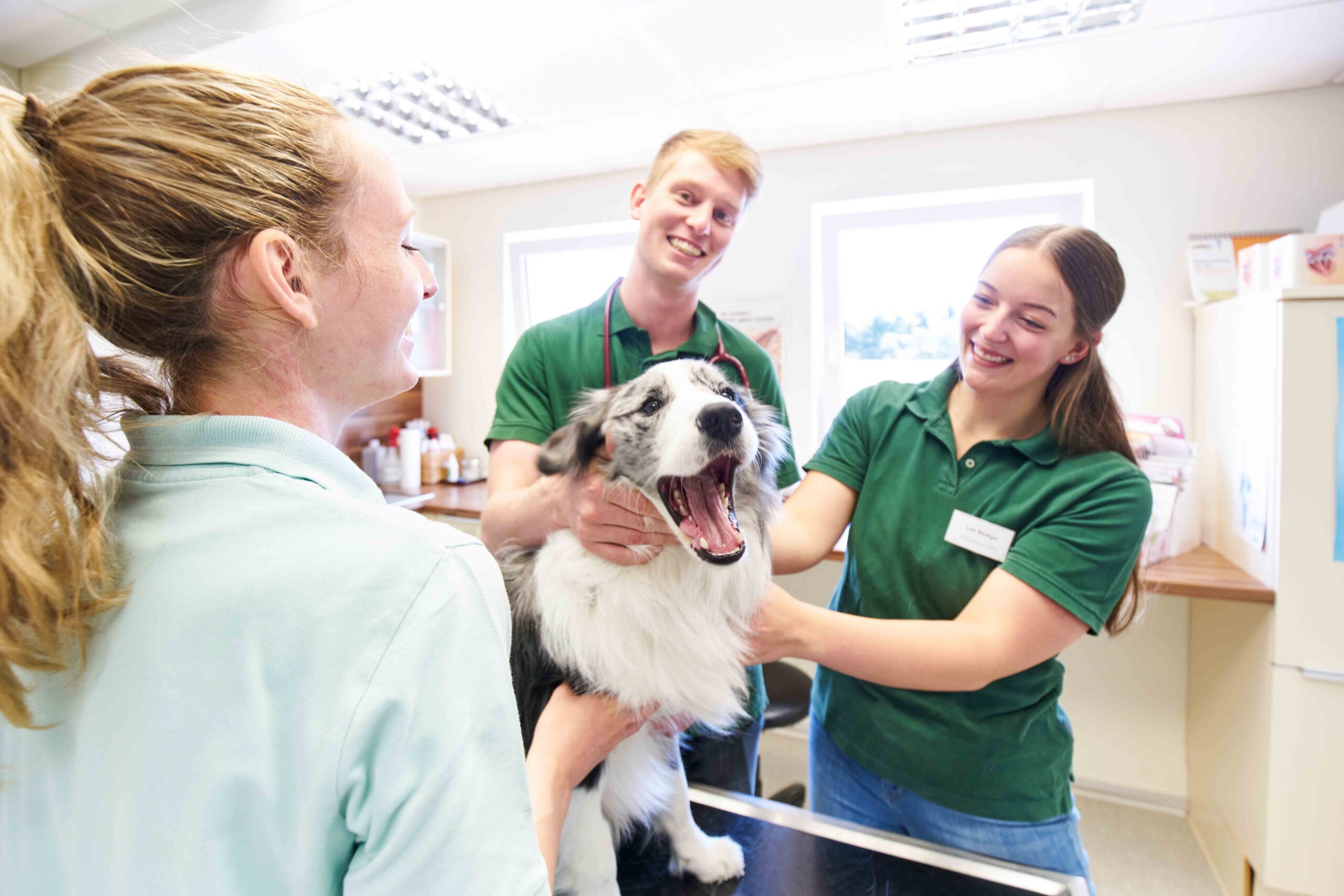 Three veterinary professionals wearing green uniforms examine a happy black and white dog on a table in a well-lit clinic. The dog appears to be playfully yawning while the team smiles.